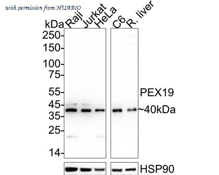 HUABIO ET7110-89 image 1