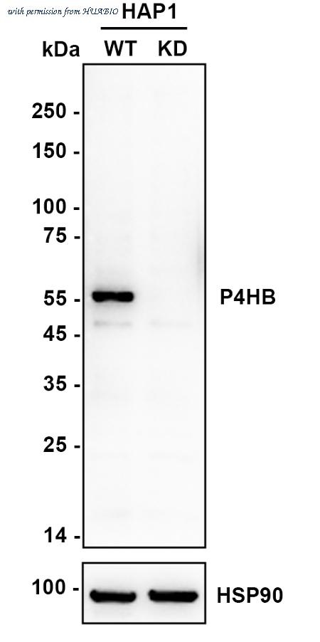 HUABIO ET7110-92 image 2