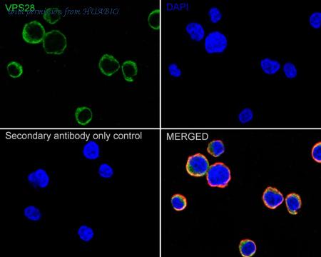 HUABIO ET7110-94 image 2