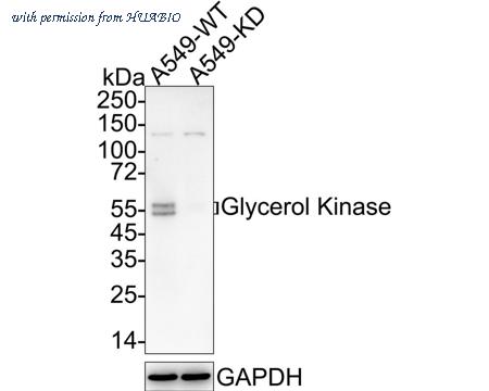 HUABIO ET7110-96 image 1