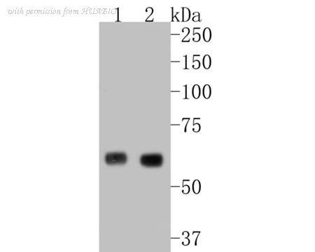 HUABIO ET7110-96 image 3
