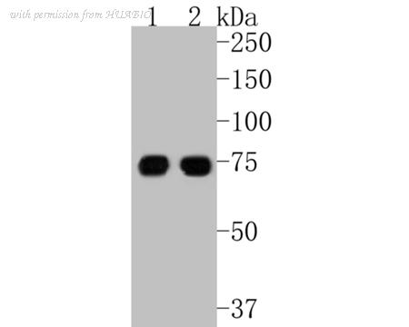 HUABIO ET7111-02 image 2