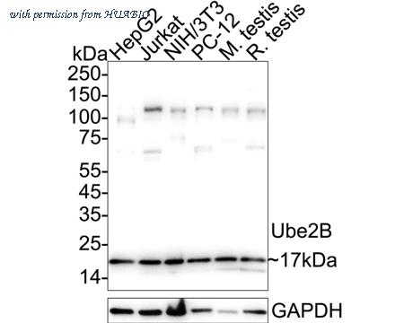 HUABIO ET7111-09 image 1
