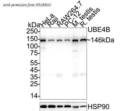 HUABIO ET7111-11 image 1
