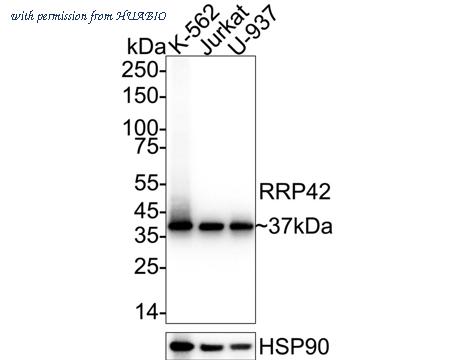 HUABIO ET7111-13 image 1