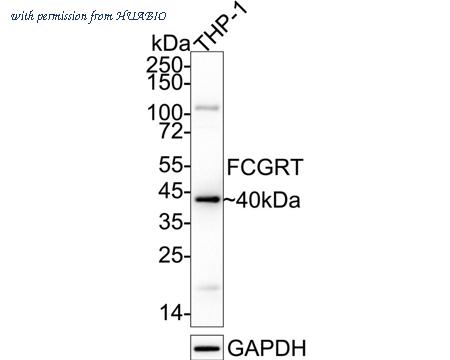 HUABIO HA500006 image 1