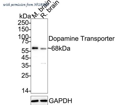 HUABIO HA500007 image 1