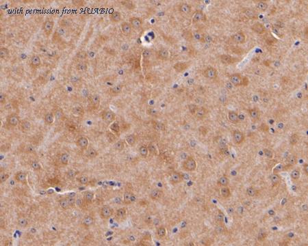 HUABIO HA500007 image 3