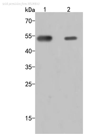 HUABIO HA500008 image 1