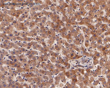 HUABIO HA500008 image 2