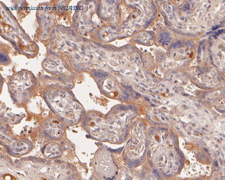 HUABIO HA500008 image 3