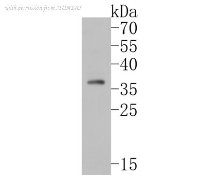 HUABIO HA500009 image 1