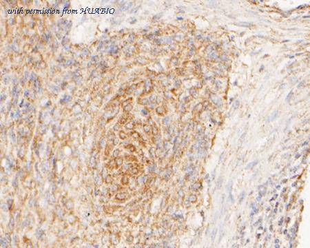 HUABIO HA500017 image 2