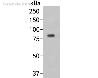 HUABIO HA500018 image 1