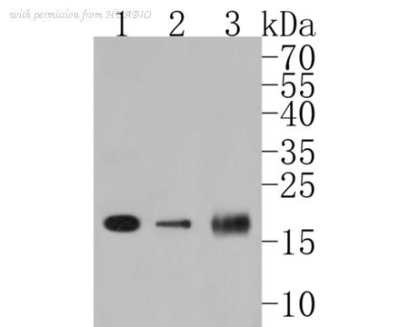 HUABIO HA500019 image 1