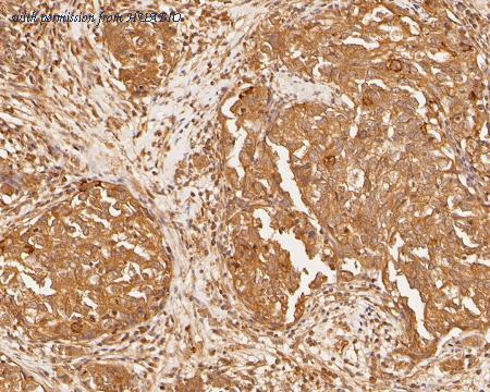 HUABIO HA500019 image 2