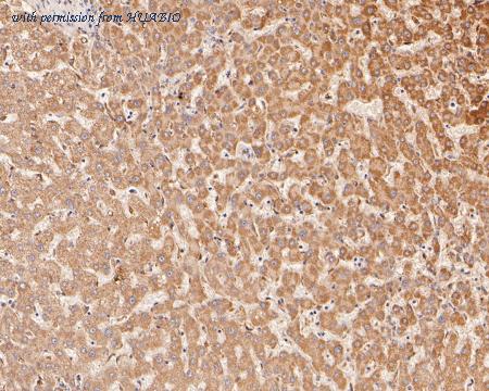 HUABIO HA500020 image 2