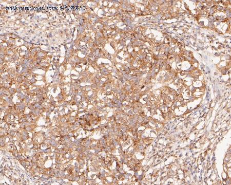 HUABIO HA500020 image 3