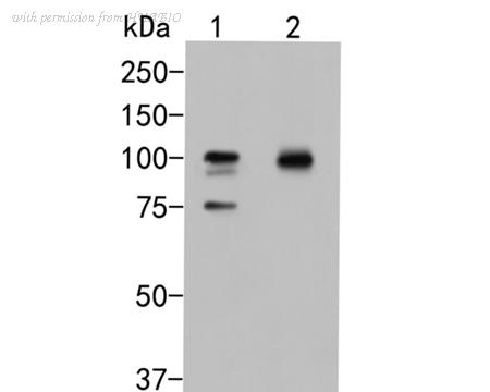 HUABIO HA500021 image 1