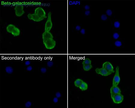 HUABIO HA500021 image 3