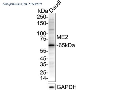 HUABIO HA500022 image 1