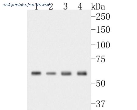 HUABIO HA500022 image 2