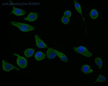 HUABIO HA500023 image 3