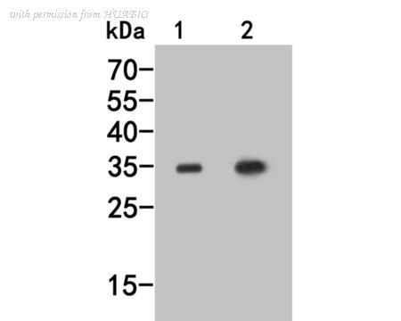 HUABIO HA500024 image 1