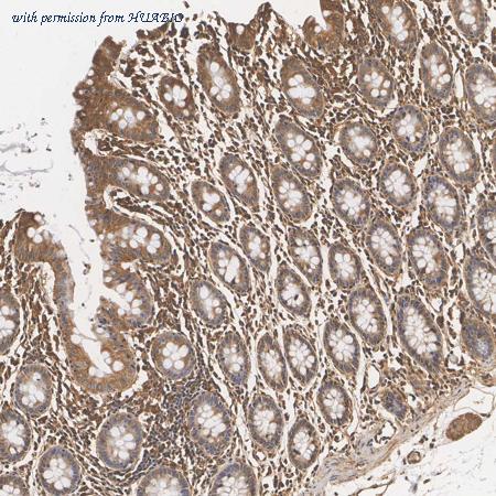 HUABIO HA500024 image 2