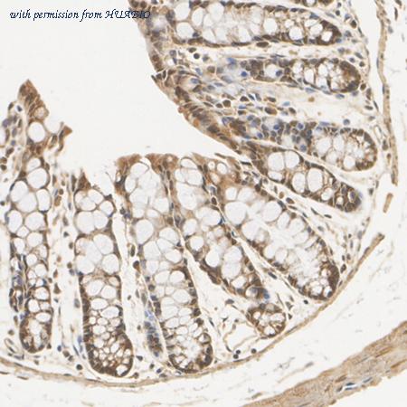 HUABIO HA500024 image 3