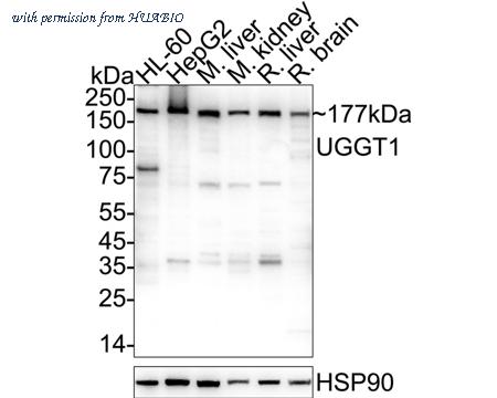 HUABIO HA500025 image 1