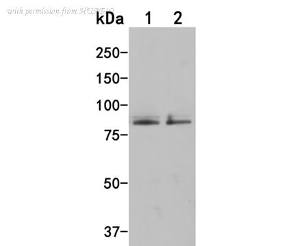 HUABIO HA500026 image 2