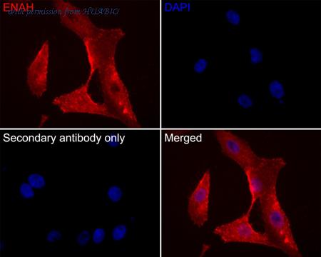 HUABIO HA500026 image 3