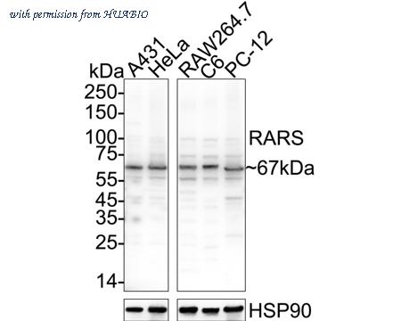 HUABIO HA500027 image 1