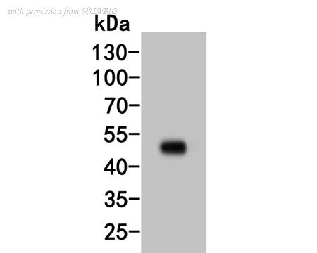 HUABIO HA500028 image 1
