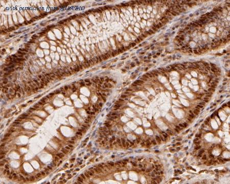 HUABIO HA500028 image 3