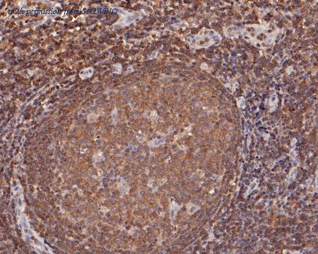 HUABIO HA500031 image 2