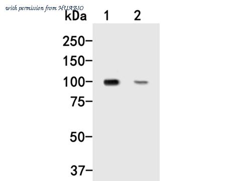 HUABIO HA500032 image 1