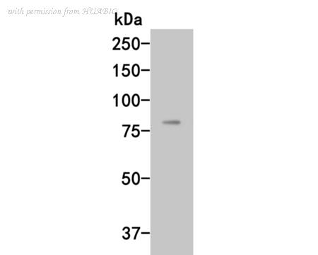 HUABIO HA500036 image 1