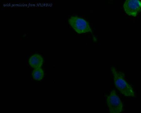 HUABIO HA500036 image 2