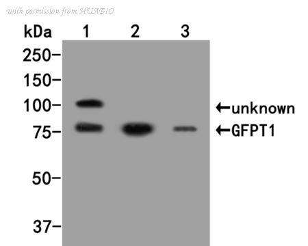 HUABIO HA500038 image 1