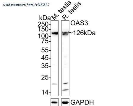 HUABIO HA500039 image 1