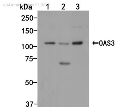 HUABIO HA500039 image 2