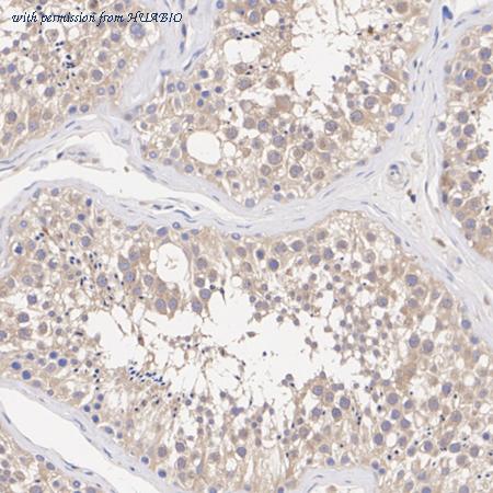 HUABIO HA500039 image 3