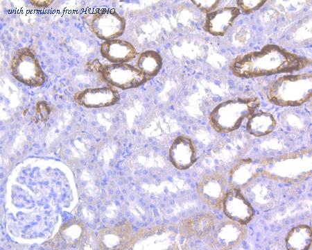 HUABIO HA500040 image 3