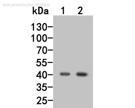 HUABIO HA500041 image 1