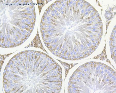 HUABIO HA500041 image 2