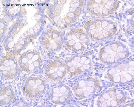 HUABIO HA500041 image 3