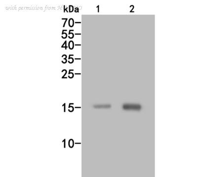 HUABIO HA500042 image 1