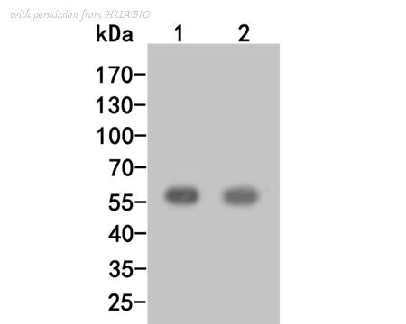 HUABIO HA500043 image 1
